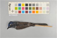 黑枕藍鶲藏品圖，第1張